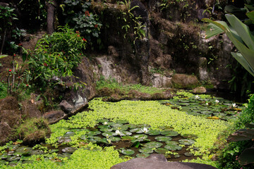 Fototapeta premium Gartenteich in tropischer Landschaft, Bali, Indonesien, Asien 