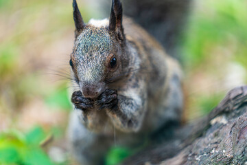 A squirrel eating a nut