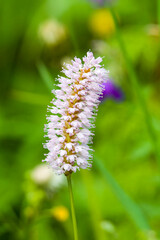 Schlangen-Knöterich auf einer Wiese