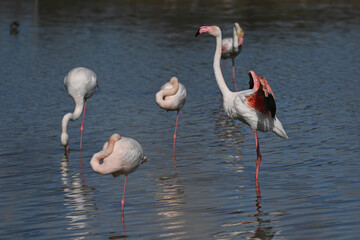 pink flamingo with reflection in water
