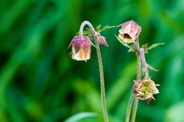 Blüte des Bach-Nelkenwurz