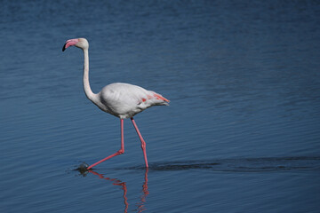 pink flamingo with reflection in water