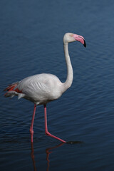 pink flamingo with reflection in water