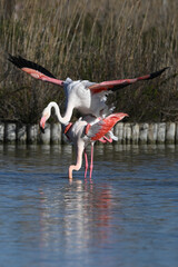 reproduction of pink flamingos with outstretched wings © BENEJAM