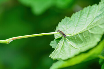 A caterpillar on a green leaf