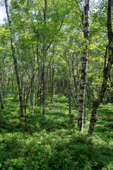 A Birch forest in the sun light