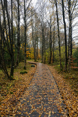 Wooden path in the Black Moor after a rain in autumn