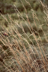 Fototapeta premium Close up dry grass long meadow.