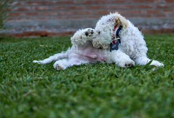 white poodle licking her private parts and her umbilical hernia is visible.