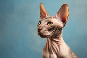 Portrait of a funny peterbald cat isolated in plain cyclorama studio wall