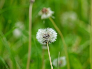 Obraz premium A dandelion puffball, symbol of resilience and childhood joy, disperses its seeds, enriching ecosystems and delighting with its whimsical dance