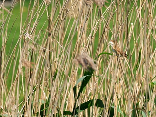 Reed warbler, in reed beds, nesting, singing loudly, blending with surroundings, nesting season,...