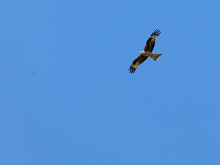 Red kite gracefully soars over Tollense Valley meadows, hunting or defending territory, showcasing its aerial prowess in this biodiverse habitat.   
