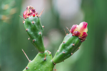Cactus buds about to open