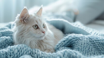 A white cat with green eyes lies on a blue knitted blanket, looking off to the side.