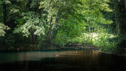 Woodland with trees flanking water on either side.