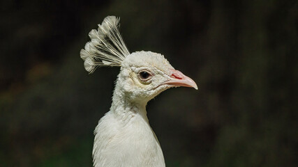 Vibrant peacock struts on grass by a tree and rocks.