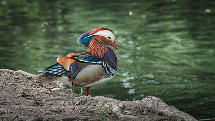 Mandarin duck perched on a rock near the water.