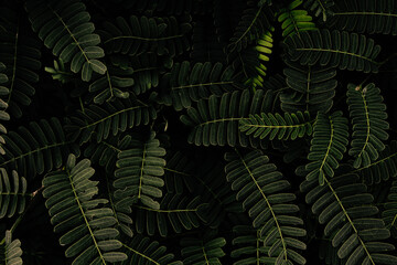 green leaves background, dark color toned