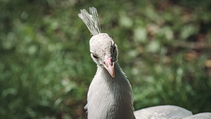 Vibrant peacock struts on grass by a tree and rocks.