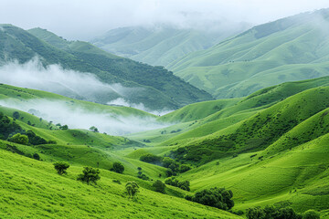 Fototapeta premium A lush green hillside with a foggy mist covering the landscape