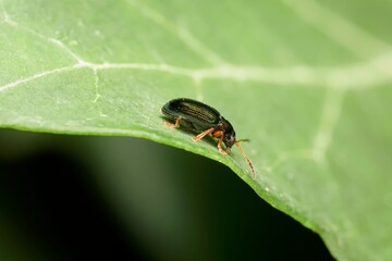 little beetle Crepidodera aurata on a leaf