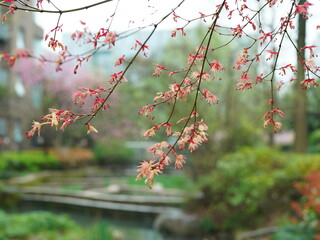 The beautiful pink and white flowers blooming in the rainy day in spring