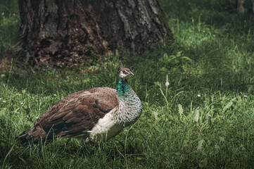 Vibrant peacock struts on grass by a tree and rocks.