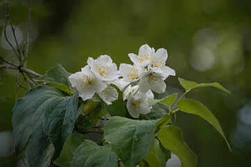 the small white flowers grow on the branch of a tree