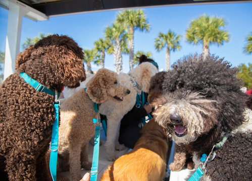 Golden Retriever, Chocolate Labrador Retriever, mini Goldendoodle and a Bernedoodle on a tram, Florida, USA