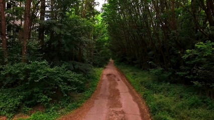 Green tunnel: the main street of Pripyat is overgrown with trees and bushes. The city of Pripyat....