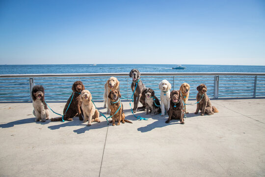 Group of obedient dogs sitting on a waterfront boardwalk, Florida, USA