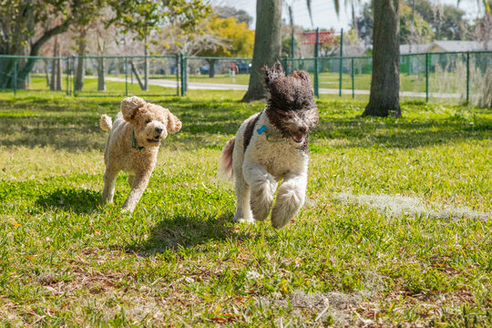 Bernedoodle and mini Goldendoodle running off the lead in dog park, Florida, USA