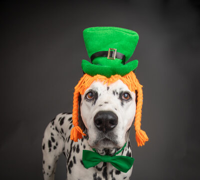 Dalmatian dressed as a leprechaun wearing a wig with braids, green hat and bow tie for St Patrick's Day