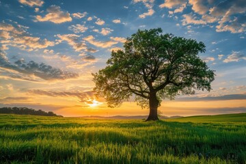 Fototapeta premium A single tree stands tall in a grassy field at sunset, with warm hues of orange and yellow