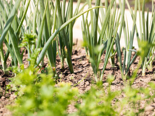 Green Onion grown in soil