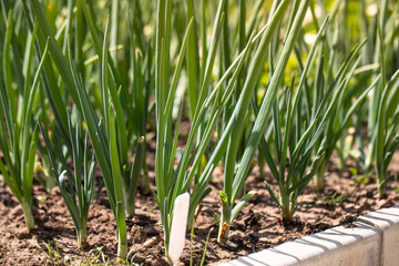 Green Onion grown in soil