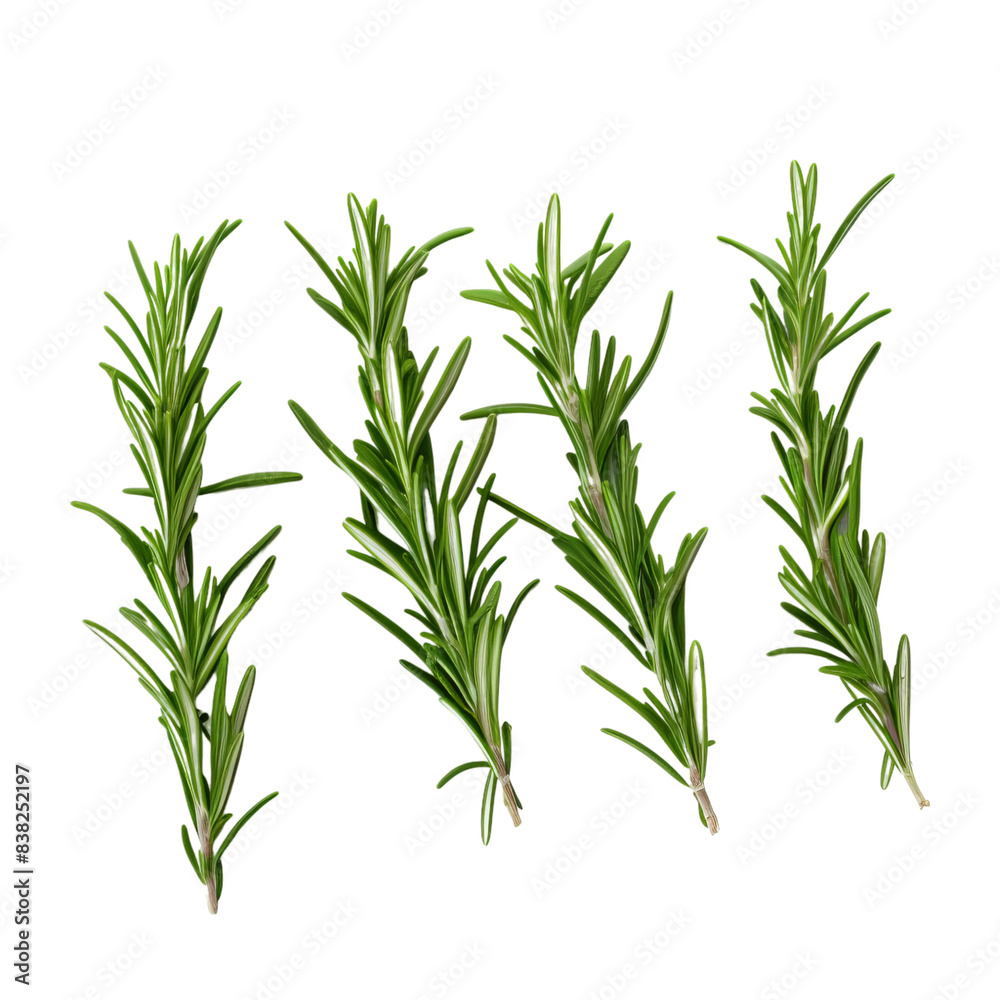 Poster rosemary isolated on white