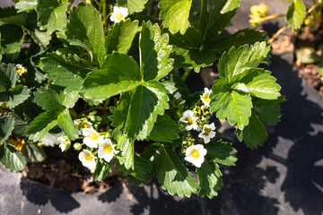 Growing strawberries, strawberries bloom, strawberry plant in spring in soil