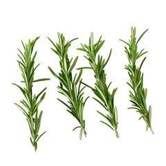Fototapeta premium rosemary isolated on white