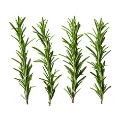 Obraz premium rosemary isolated on white