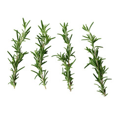 Fototapeta premium rosemary isolated on white