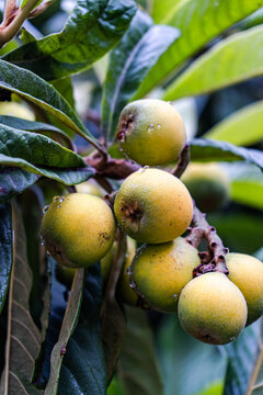 Close-up of unripe medlar fruits growing on a tree, Georgia