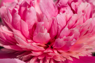 A blooming pink peony in close-up. Flowers as a background image