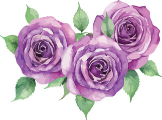 beautiful purple roses watercolor isolated. Vector illustration
