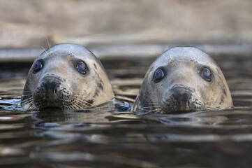 two gray seal on a blurred background