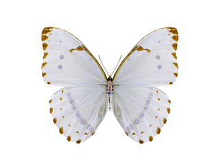 morpho catenarius butterfly isolated on white background