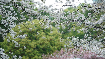The beautiful pink and white flowers blooming in the rainy day in spring
