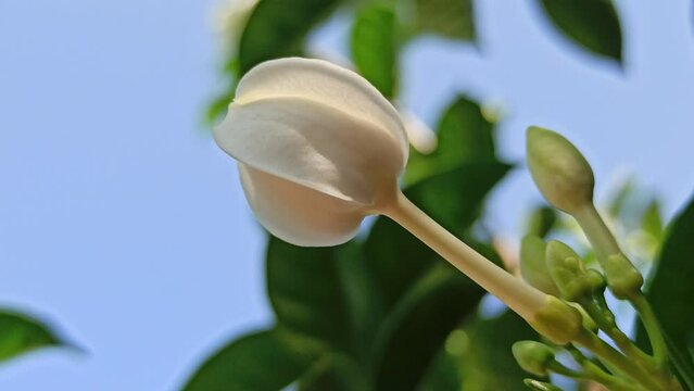 Wrightia antidysenterica flower