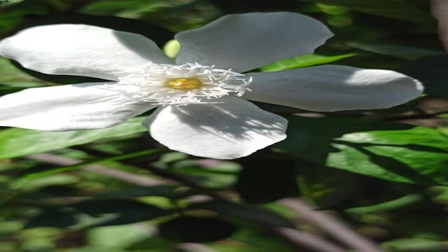 Wrightia antidysenterica flower